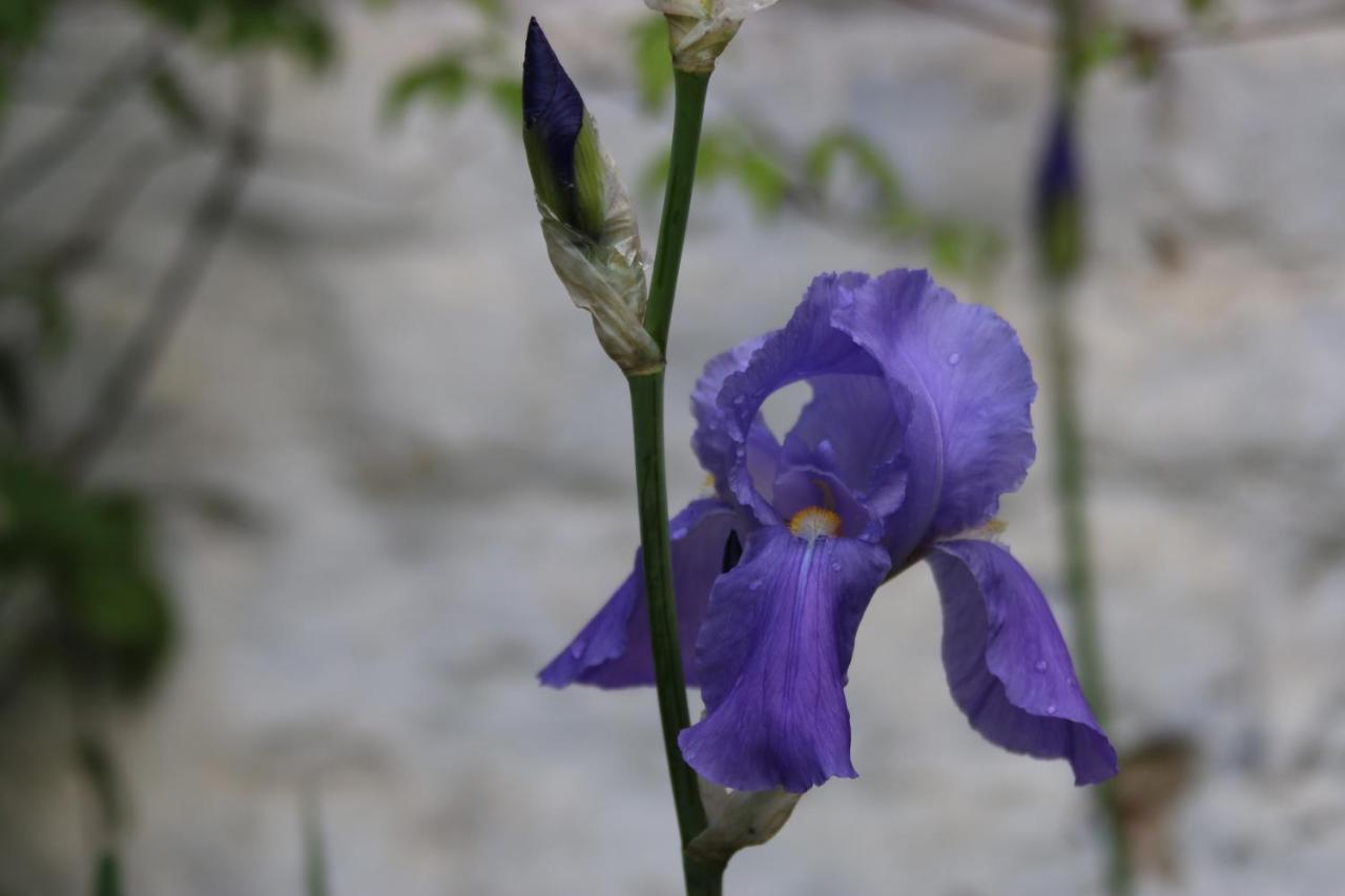 B&B Les Iris 브뤼셀 외부 사진