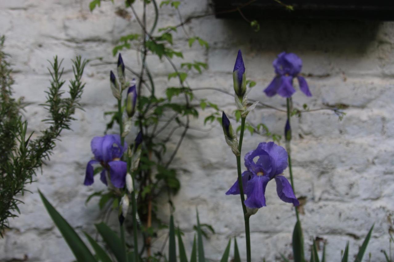 B&B Les Iris 브뤼셀 외부 사진
